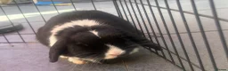 Mini Lop rabbits for sale: 2 beautiful pure bred mini lops  in Stourport-on-Severn - Advert 23