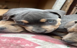 Mixed Breed dogs for sale: F4 STAFFWEILERS - Image 11