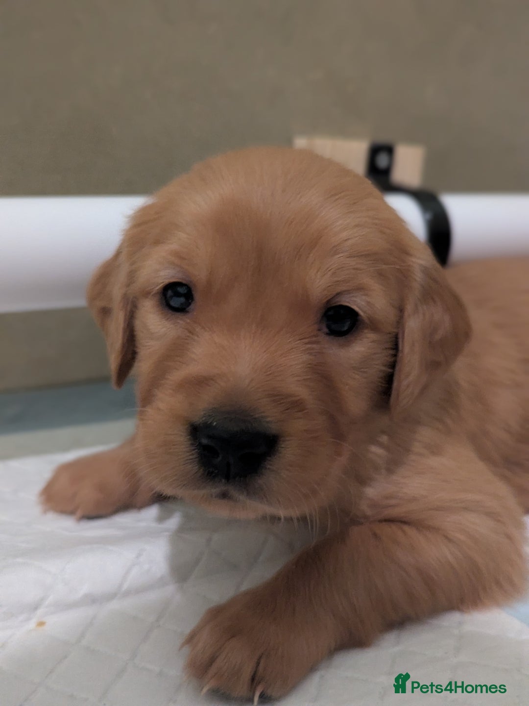 Golden Retriever dogs for sale: KC Registered Golden Retriever Puppies  - Advert 33