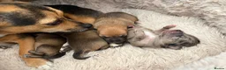 Mixed Breed dogs for sale: Beautiful litter of four happy healthy Pomchis in Banstead - Advert 10