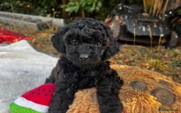 Cavapoo dogs for sale: Fully health tested Beautiful F1BB Cavapoo puppies - Image 6