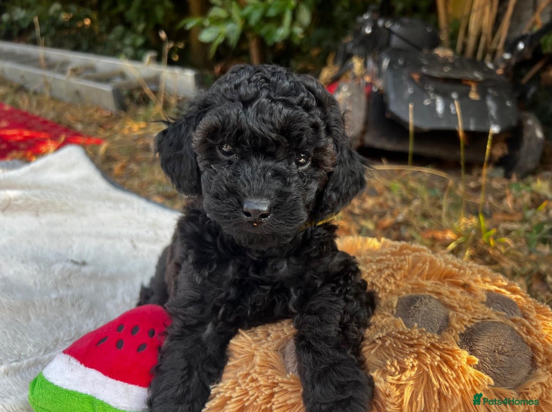 Cavapoo dogs for sale: Fully health tested Beautiful F1BB Cavapoo puppies - Image 6