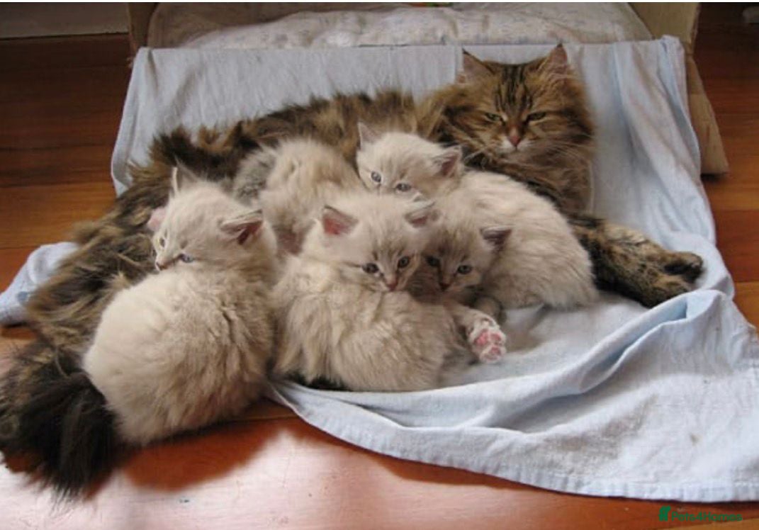 Siberian cats Pure breed Siberian Kittens for sale - Advert 7