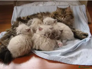 Siberian cats Pure breed Siberian Kittens for sale - Advert 8