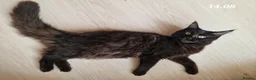 Maine Coon cats for sale: 3 maine coon kittens ready in Bury - Advert 14