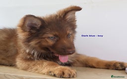 German Shepherd dogs for sale: German Shepherd puppies - Image 14