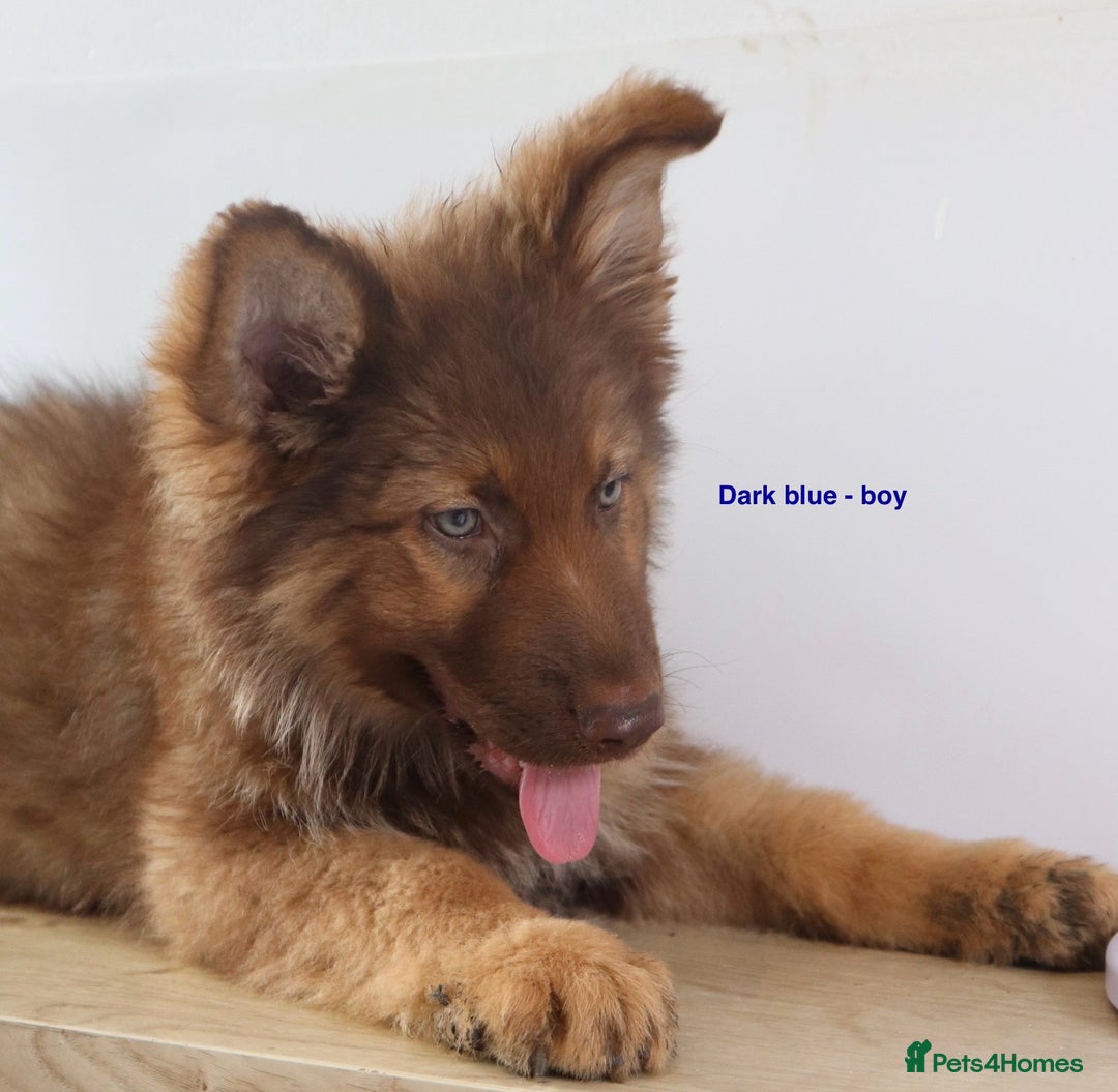 German Shepherd dogs for sale: German Shepherd puppies - Image 14