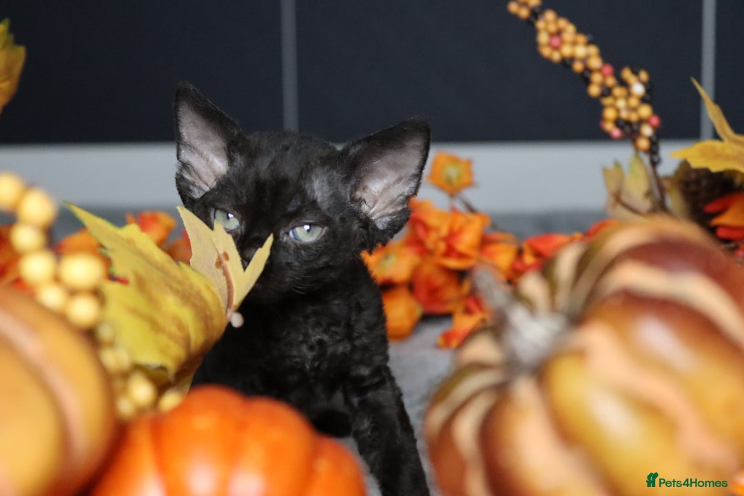 Devon Rex cats for sale: 🎉❤️ Full pedigree, healthy Devon rex boy 🎉❤️ - Image 12