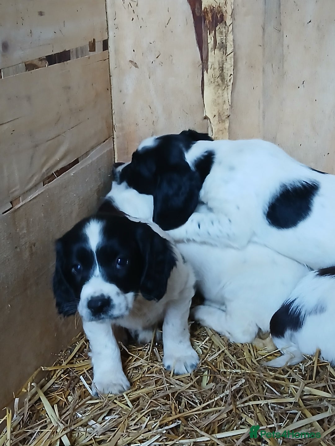 English Springer Spaniel dogs for sale: SPRINGER SPANIELS 4 GIRLS AND 2 BOYS AVAILABLE  - Advert 5