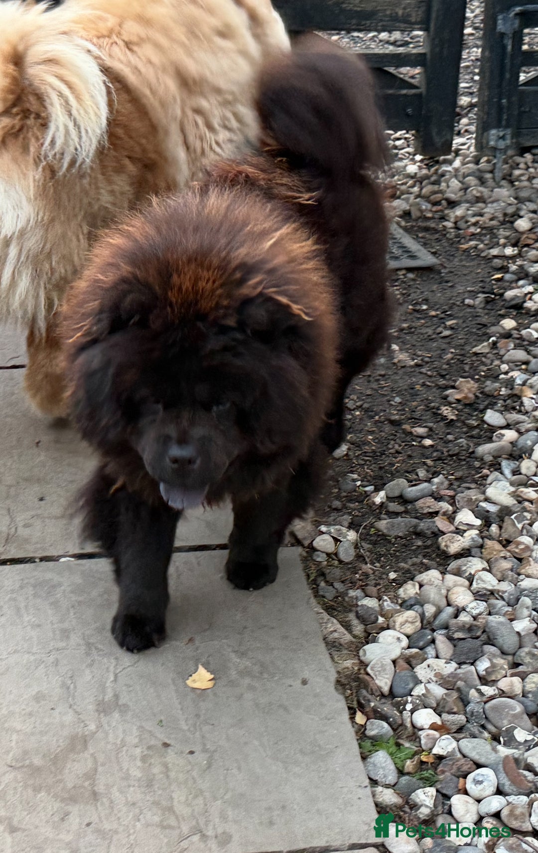 Chow Chow dogs for sale: Chocolate Chow Chow Female - Image 5