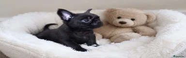 Mixed Breed 2