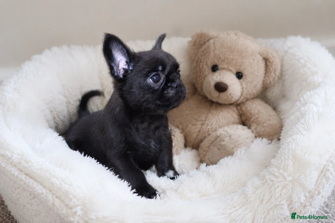 Mixed Breed dogs for sale: French bulldog Shih Tzu  - Advert 14