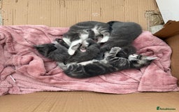 Mixed Breed cats for sale: Gorgeous kittens ready soon - 2 boys, 2 girls - Image 3