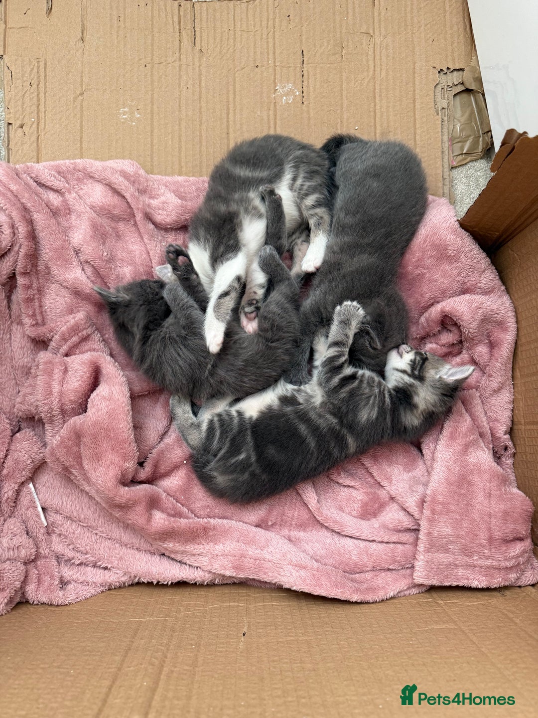 Mixed Breed cats for sale: Gorgeous kittens ready soon - 2 boys, 2 girls - Image 3