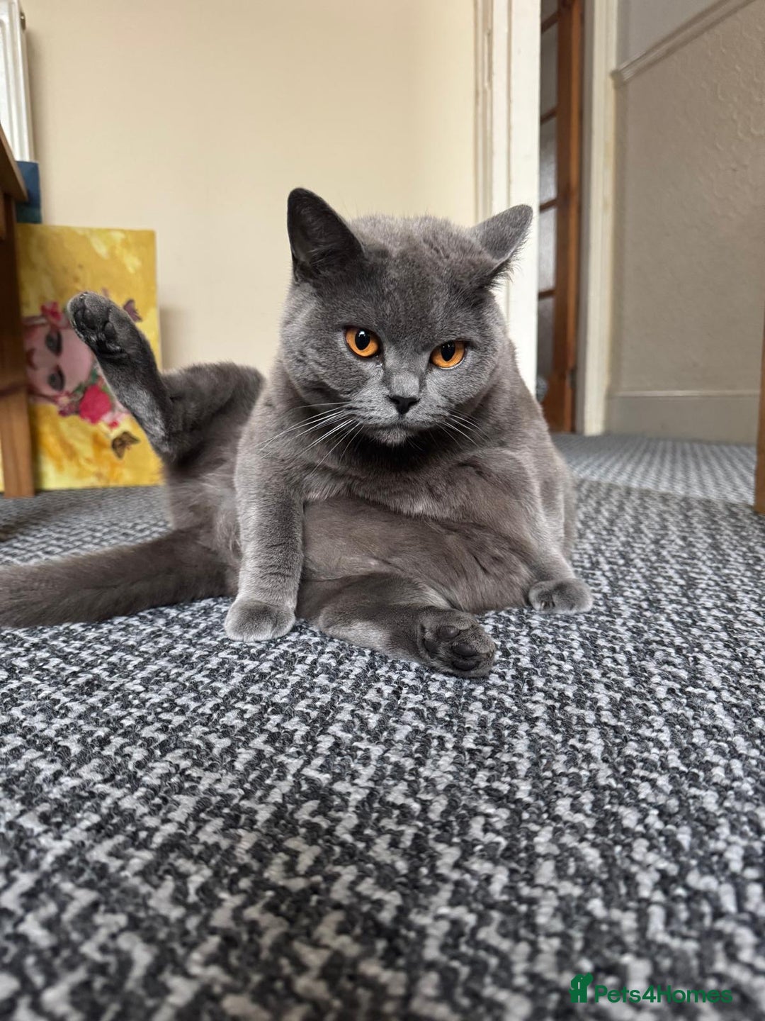 British Shorthair cats for sale: Beautiful British Shorthair ready for new home - Image 2