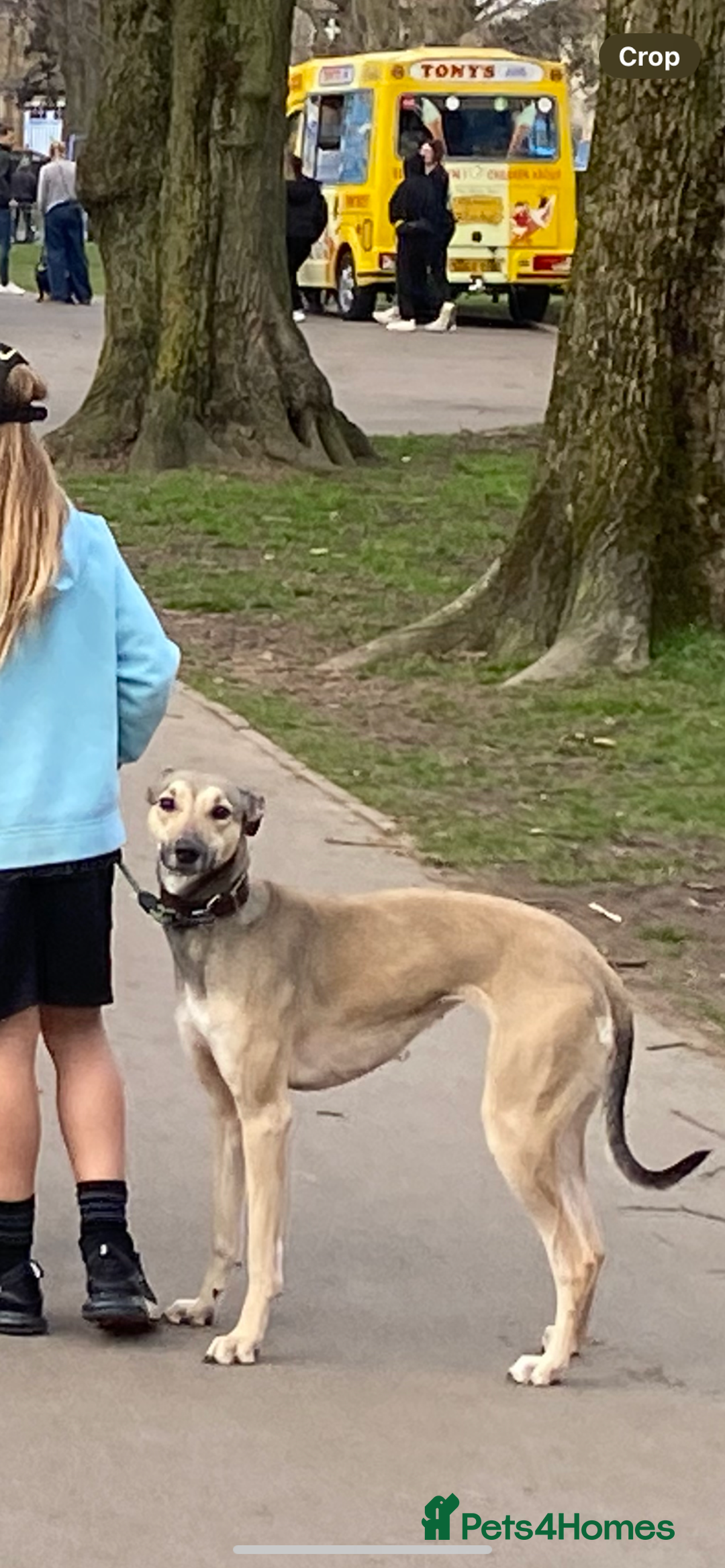 Lurcher dogs for sale: Whippet/greyhound/bull X greyhound/whippet/collieX - Image 9