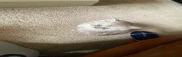 Persian cats for sale: Stunning Persian Chinchilla Kittens - Lancashire. - Advert 20