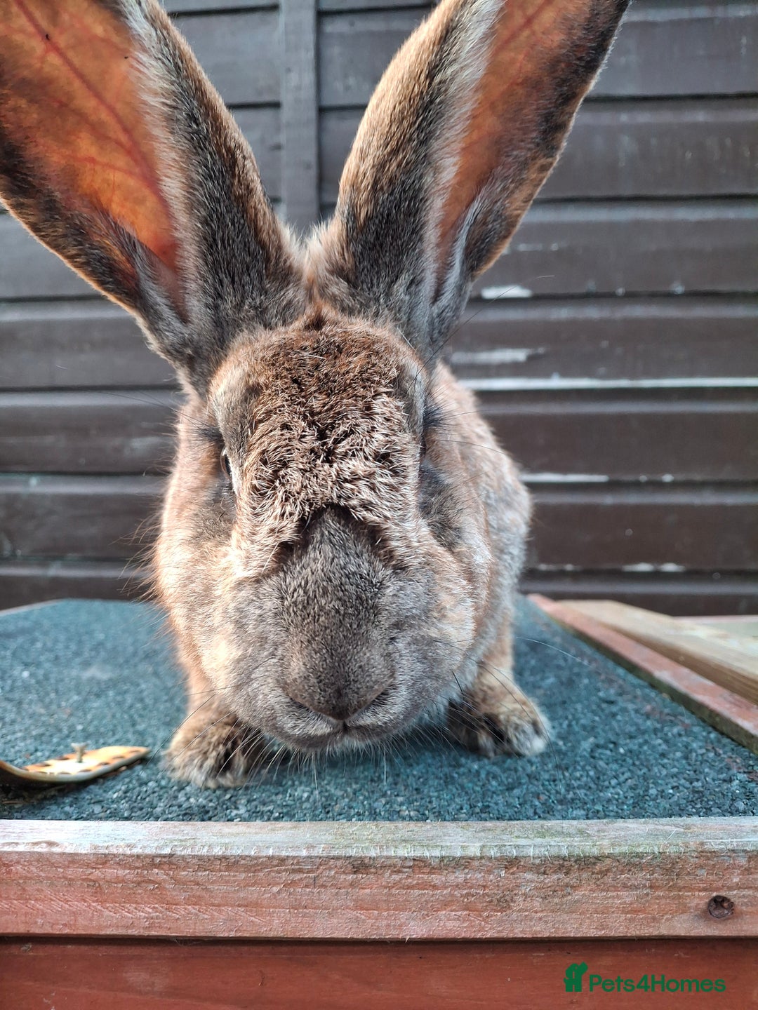 Continental Giant rabbits for sale: Continental giant rabbit  - Image 2