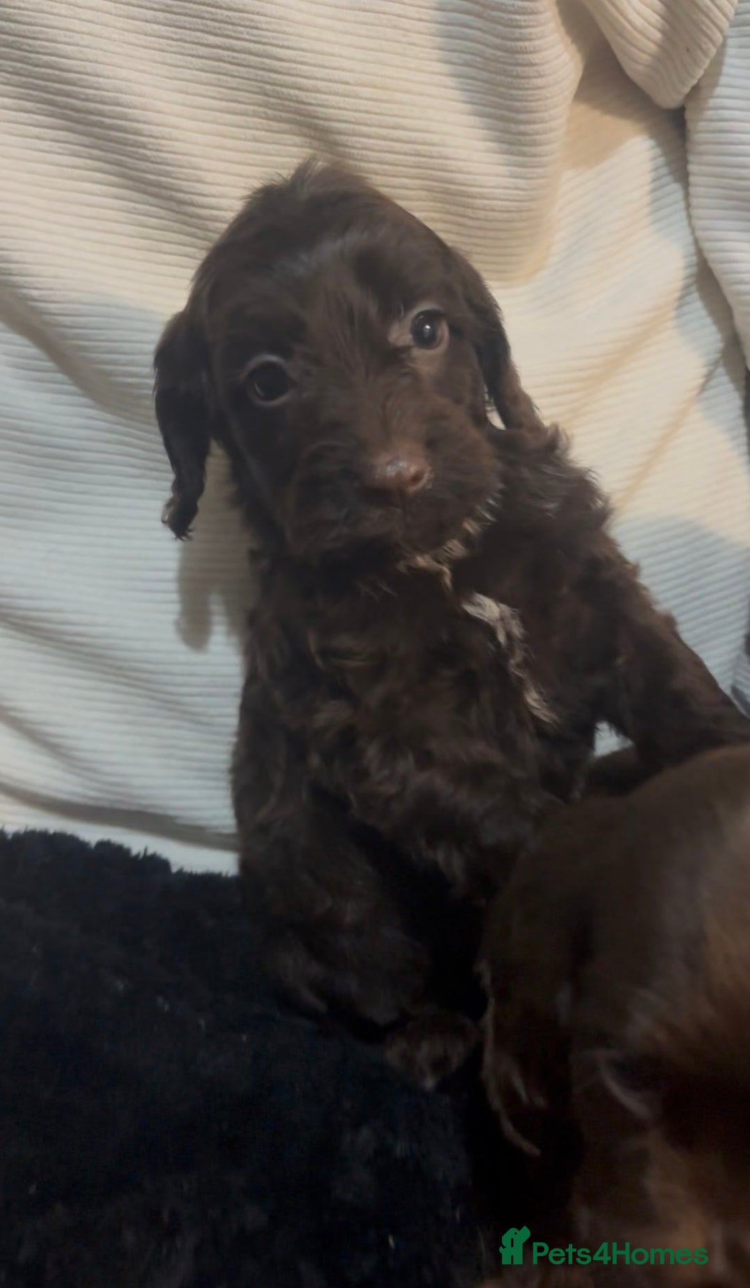 Cockapoo dogs for sale: Adorable F1B Cockapoos❤️💙 🐾 - Advert 23