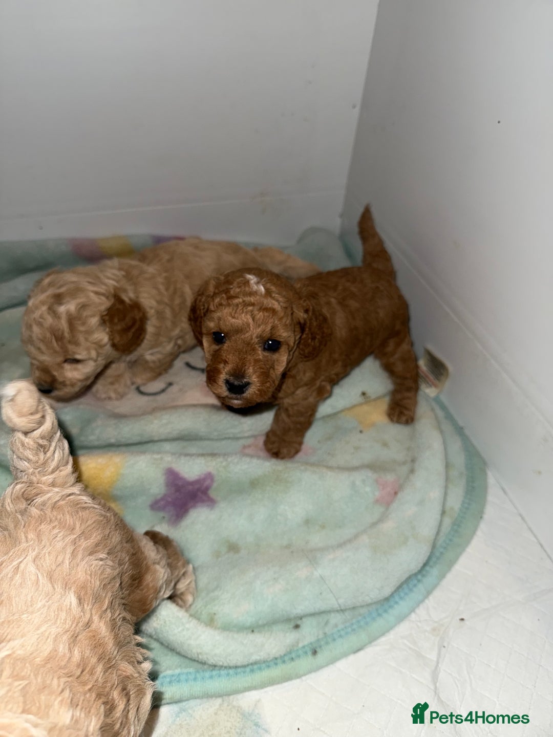 Poochon dogs for sale: Toy Poochons  - Advert 8