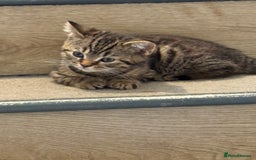 Mixed Breed cats for sale: British shorthair cross kittens  - Image 6