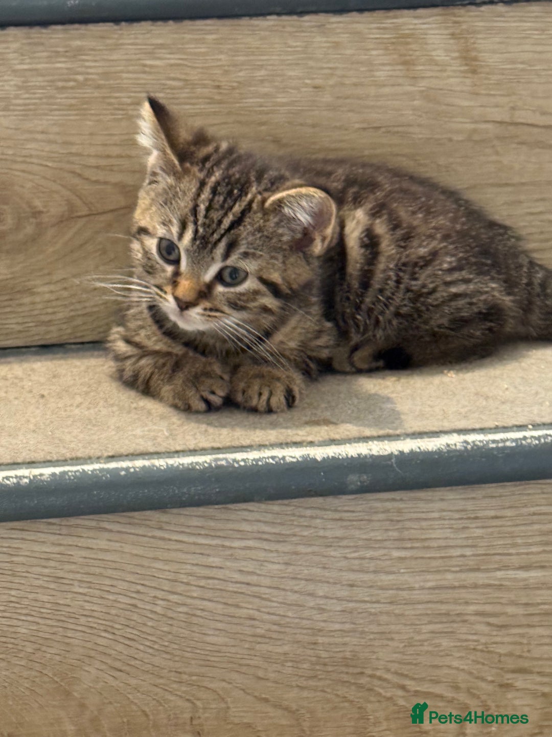 Mixed Breed cats for sale: British shorthair cross kittens  - Image 6