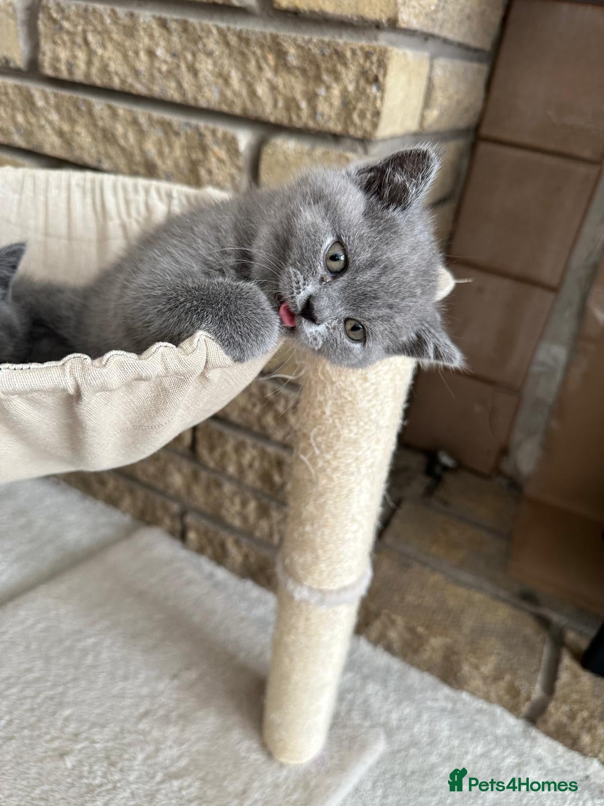 British Shorthair cats Beautiful British Shorthair Kittens - Advert 2