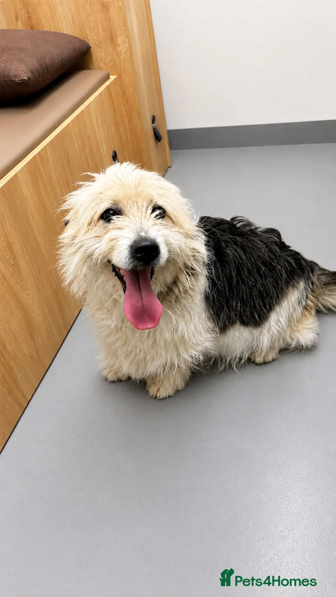 Mixed Breed dogs for adoption: Beautiful Angel Looking for her forever home - Advert 2
