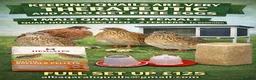 Quail poultry for sale: Jumbo male/female quails 9weeks goos sized birds  - Advert 5