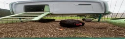 Chickens poultry for sale: Pair of Orpington black hens - FREE in Hunstanton - Advert 2