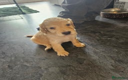 Cocker Spaniel dogs for sale: Beautiful cocker spaniel puppies - Image 6
