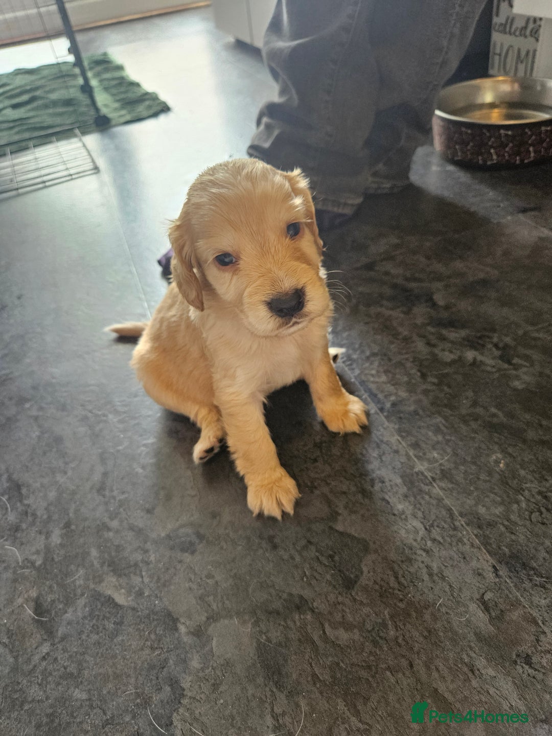 Cocker Spaniel dogs for sale: Beautiful cocker spaniel puppies - Image 6