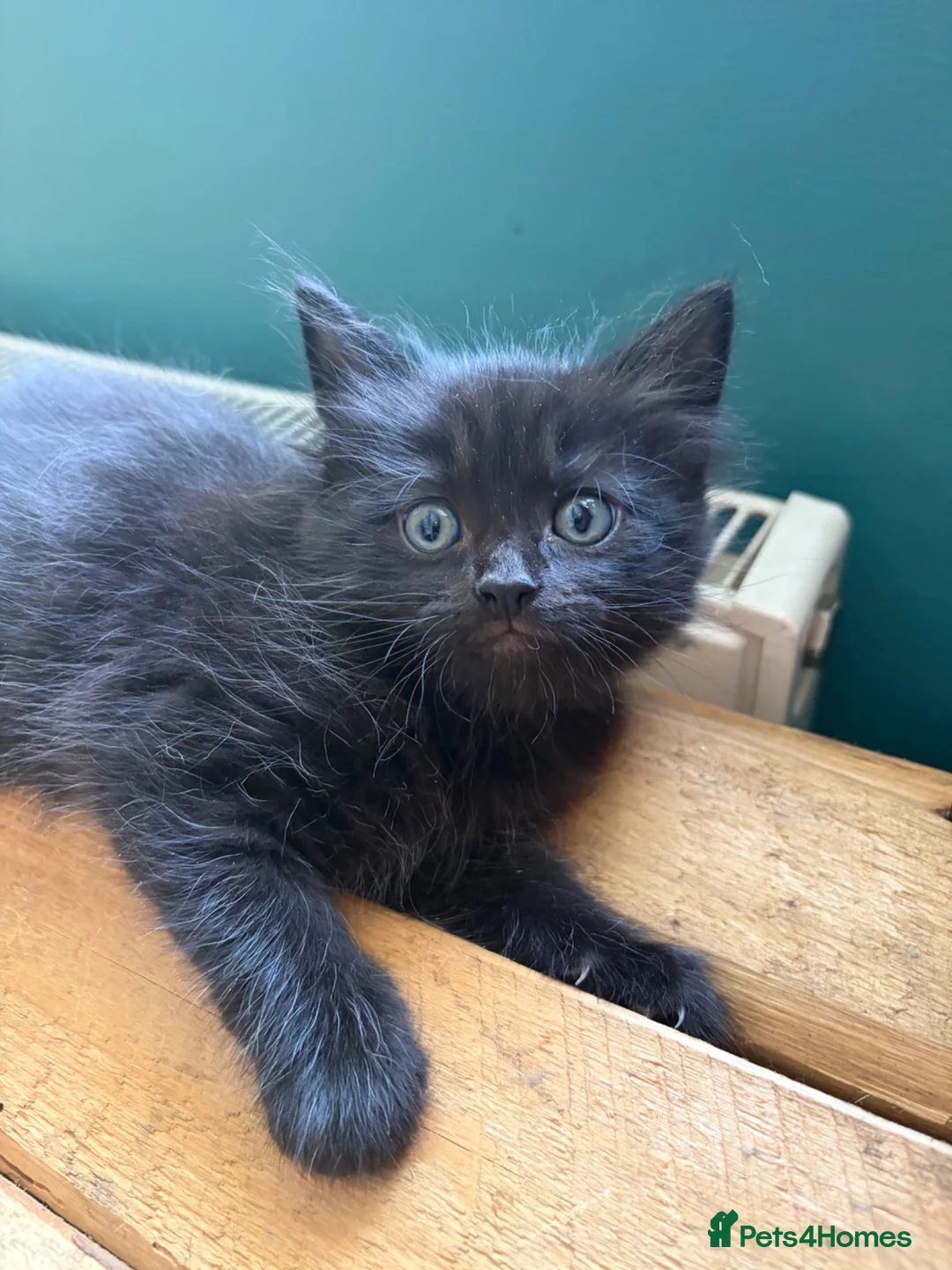 Mixed Breed cats for sale: 2 beautiful kittens for sale  in Hastings - Advert 1