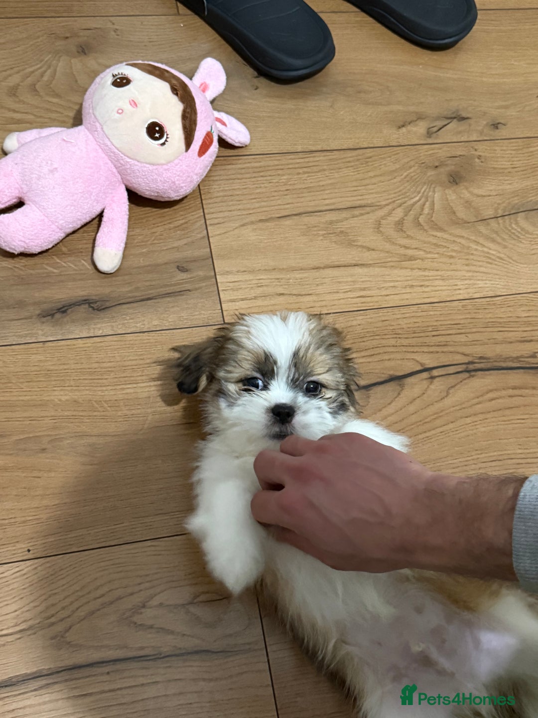 Shih Tzu dogs for sale: Beautiful Shih Tzu puppy for sale  - Advert 6