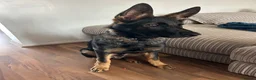 Mixed Breed dogs for sale: 10 month old Shepherd cross - Advert 7