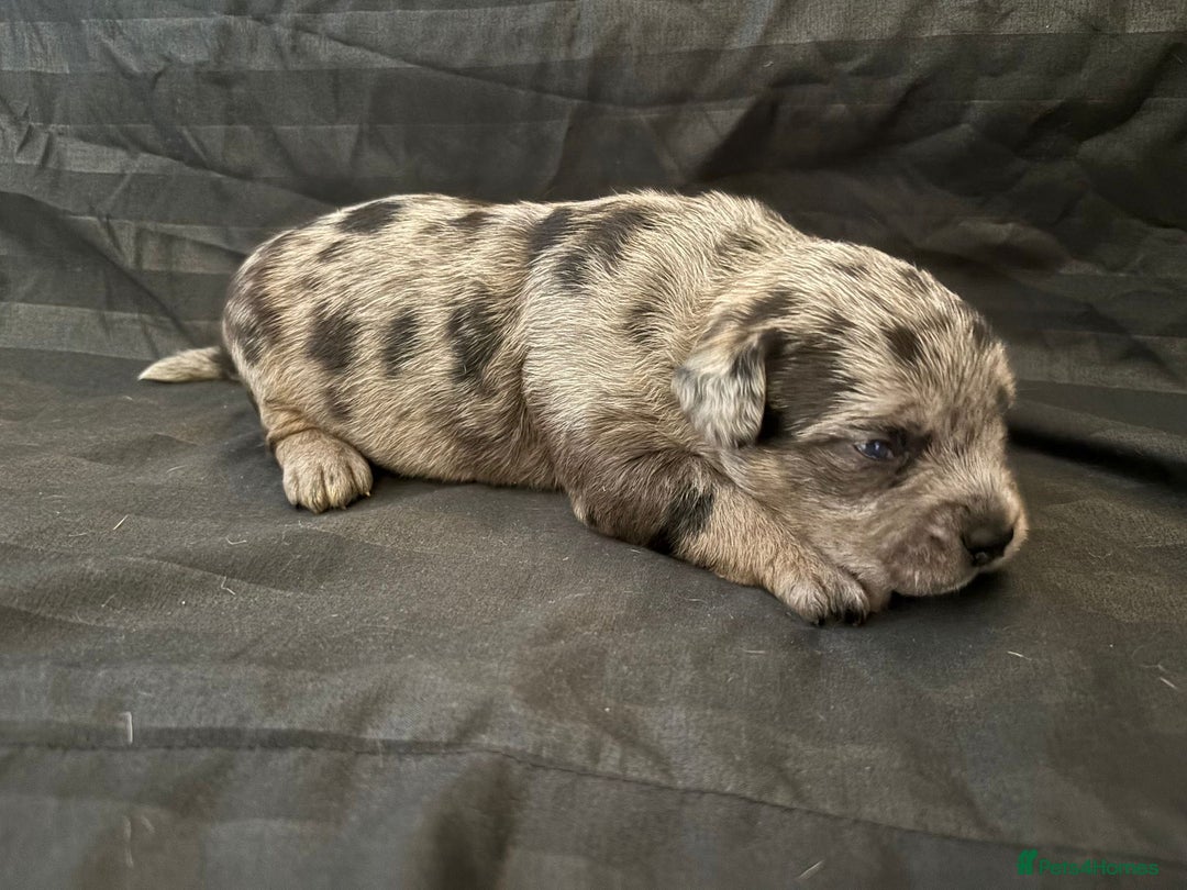 American Bully dogs for sale: RARE FLUFFY POCKET BULLIES - Image 14