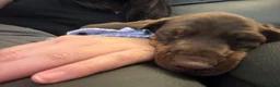 Dachshund dogs for sale: Male Smooth-Haired Dachshund Puppy - Advert 6