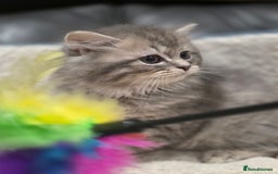 British Longhair cats for sale: GCCF Registered British Longhaired Kittens  - Image 2