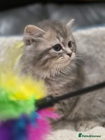 British Longhair cats - Advert 3