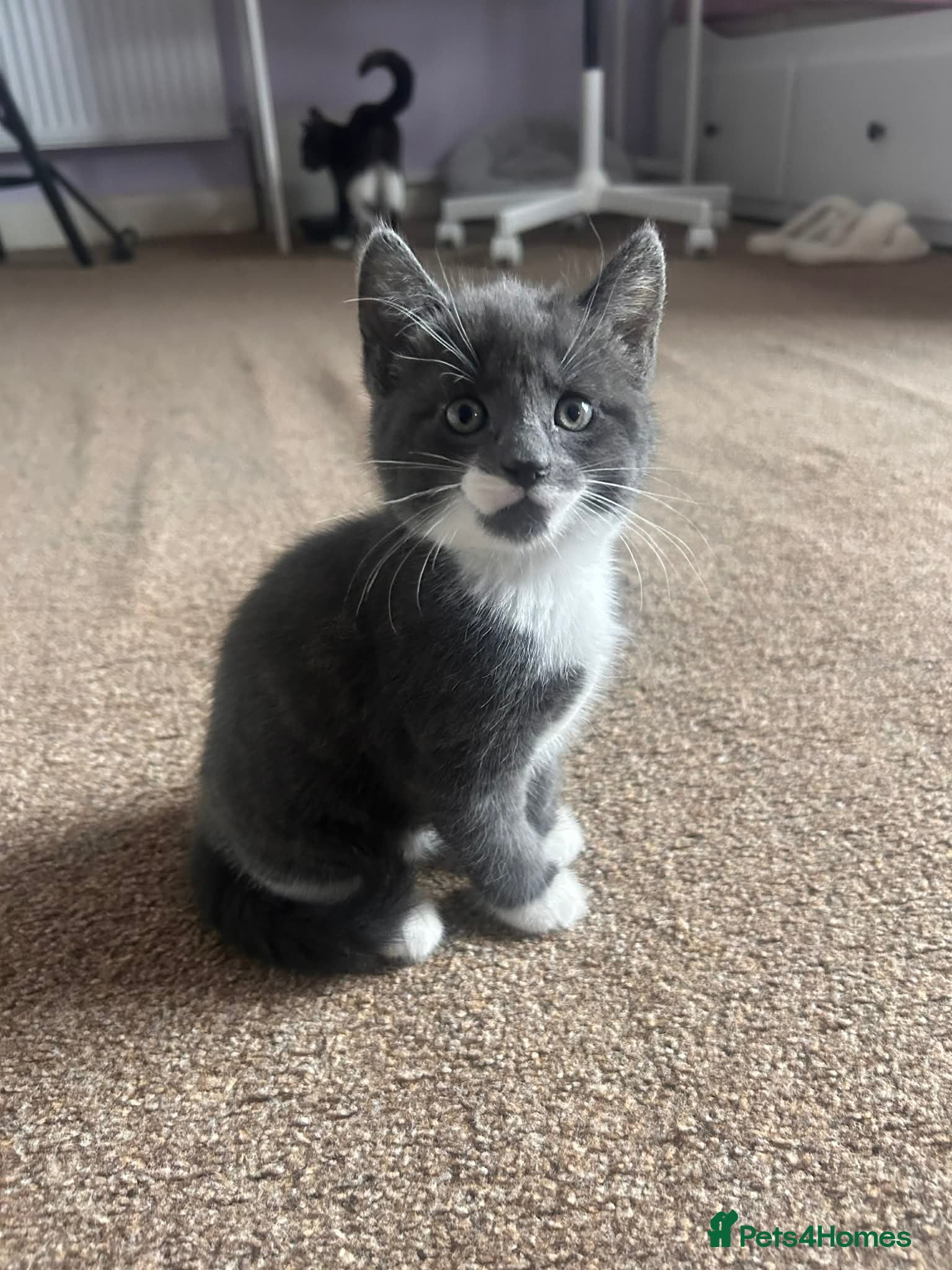 Mixed Breed cats Kittens - Advert 5