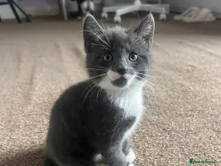 Mixed Breed cats Kittens - Advert 5