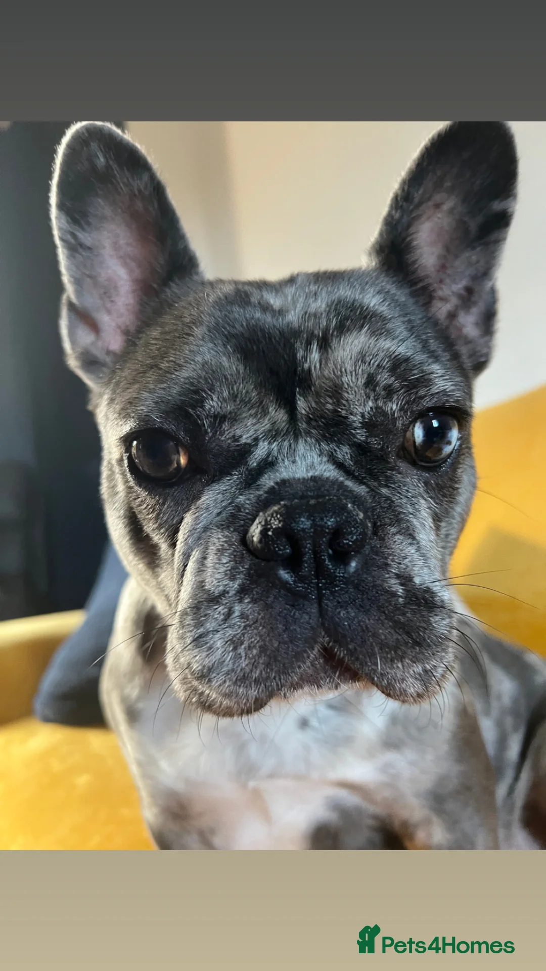 Mixed Breed dogs for sale: Adorable Frenchton Puppies! 🐾 in Daventry - Advert 1