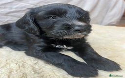 Cockapoo dogs for sale: Exceptional cockapoo pups- 1 Boy, 1 Girl left!! - Image 17