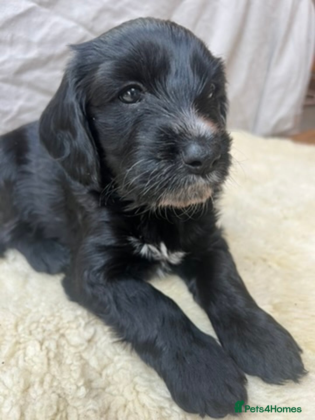Cockapoo dogs for sale: Exceptional cockapoo pups- 1 Boy, 1 Girl left!! - Image 17