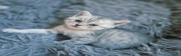 Scottish Fold cats for sale: Scottish Fold/ Straight kittens  in Ripon - Advert 16