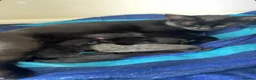 European cats for sale: Cats for sale  - Advert 1