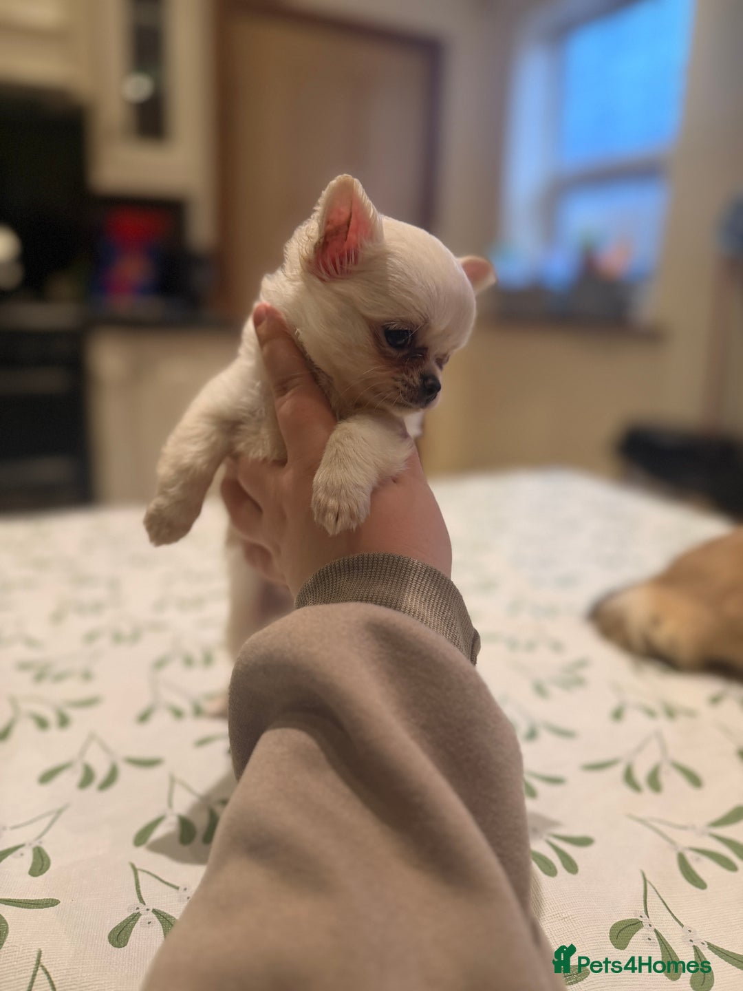 Chihuahua dogs for sale: 💙Beautiful long coat boy 💙  - Advert 5