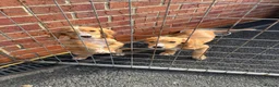 Cocker Spaniel dogs for sale: Cocker spaniel fox, red puppies, - Advert 6