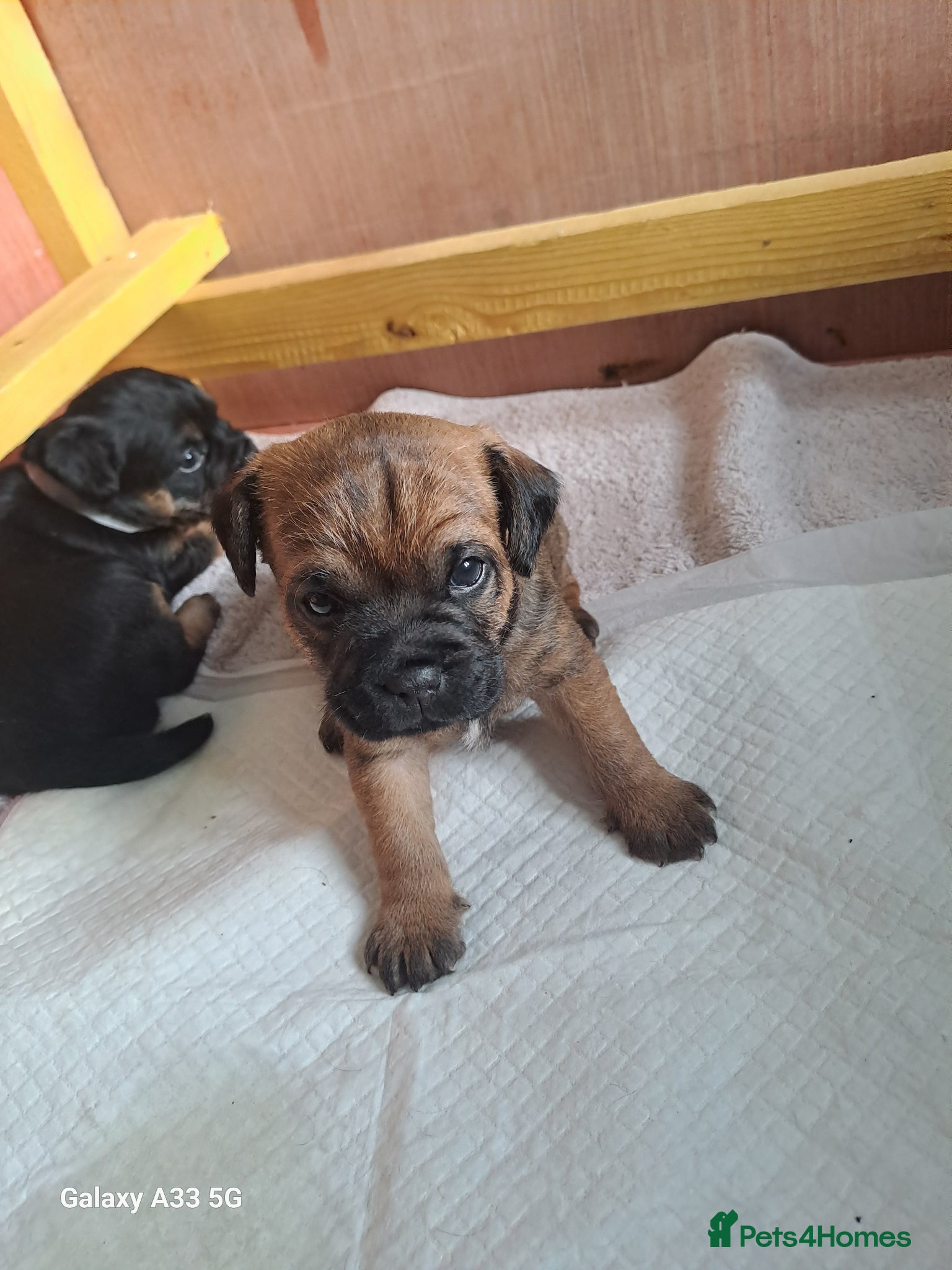 Border Terrier dogs for sale: BORDER TERRIER PUPPIES  - Advert 8