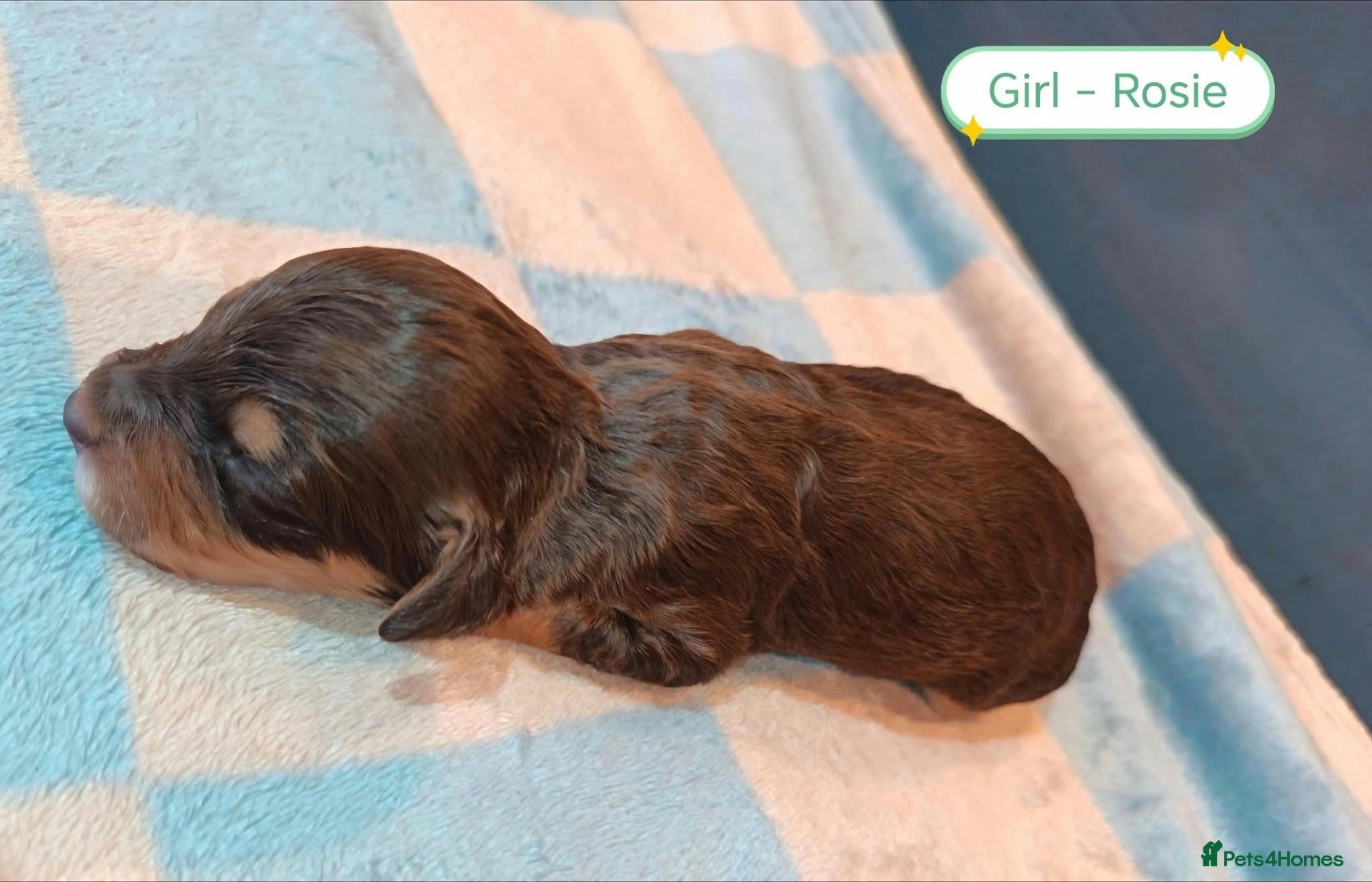 Cockapoo dogs 7 Stunning Cockapoo Puppies Looking 4 Their Humans - Advert 2